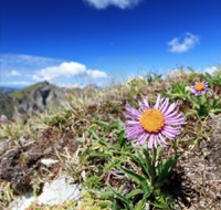 La flora alpina